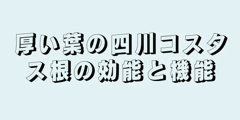 厚い葉の四川コスタス根の効能と機能