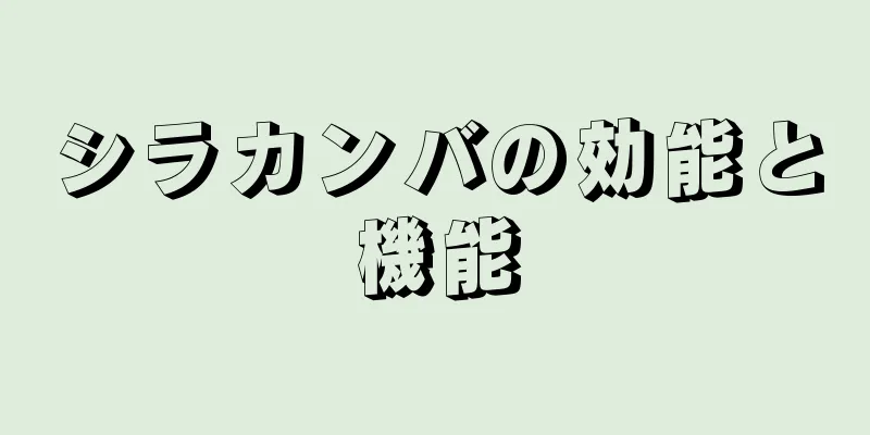 シラカンバの効能と機能