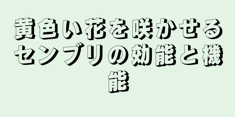 黄色い花を咲かせるセンブリの効能と機能