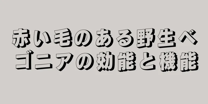 赤い毛のある野生ベゴニアの効能と機能