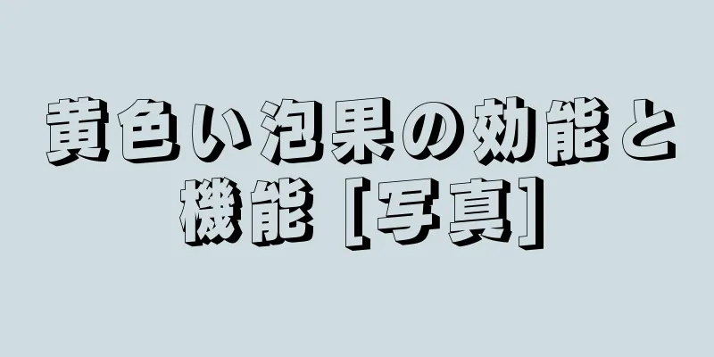 黄色い泡果の効能と機能 [写真]