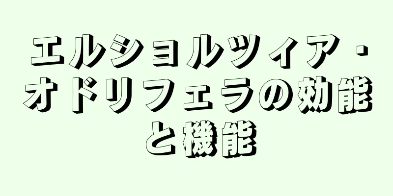 エルショルツィア・オドリフェラの効能と機能