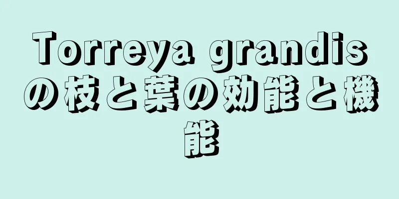 Torreya grandisの枝と葉の効能と機能