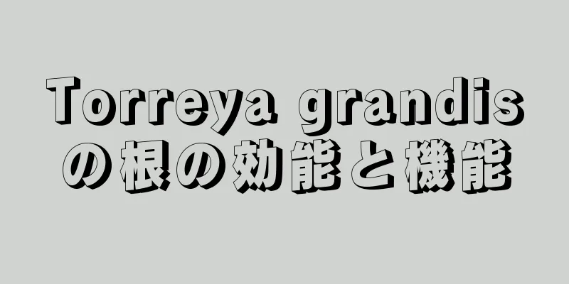 Torreya grandisの根の効能と機能