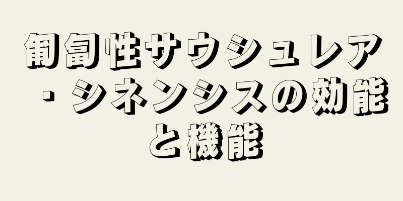 匍匐性サウシュレア・シネンシスの効能と機能