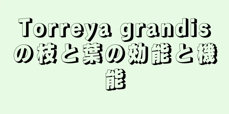 Torreya grandisの枝と葉の効能と機能