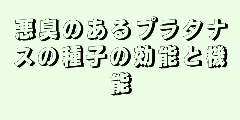悪臭のあるプラタナスの種子の効能と機能