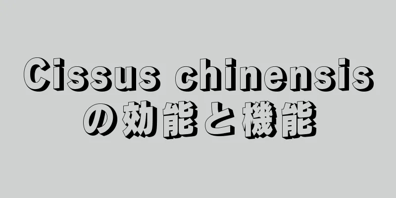 Cissus chinensisの効能と機能