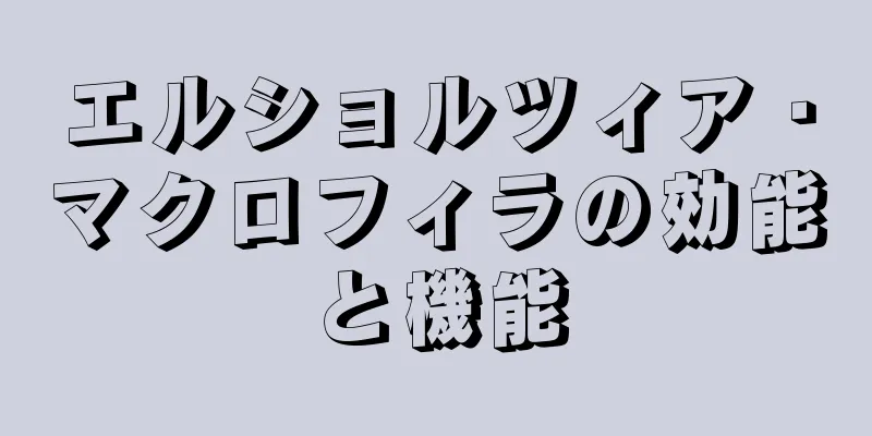 エルショルツィア・マクロフィラの効能と機能