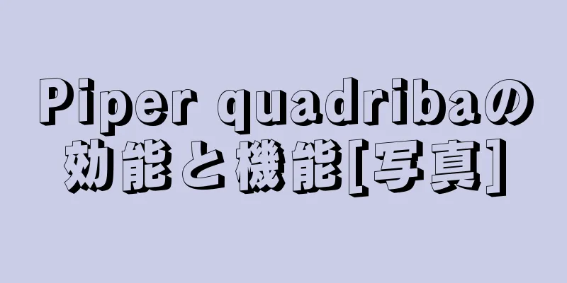 Piper quadribaの効能と機能[写真]