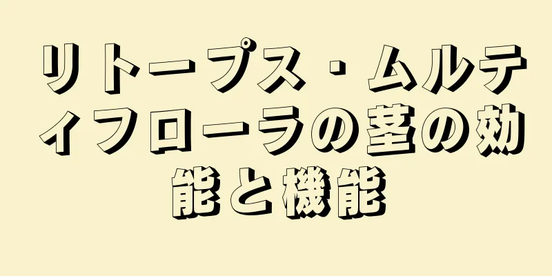 リトープス・ムルティフローラの茎の効能と機能