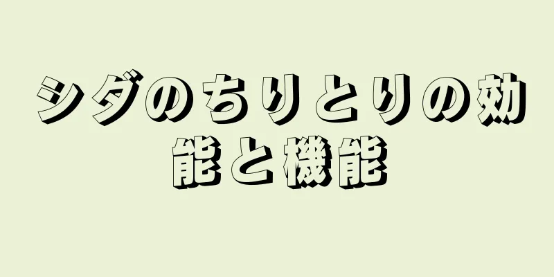 シダのちりとりの効能と機能
