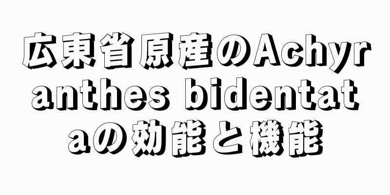 広東省原産のAchyranthes bidentataの効能と機能