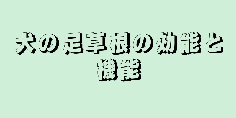 犬の足草根の効能と機能