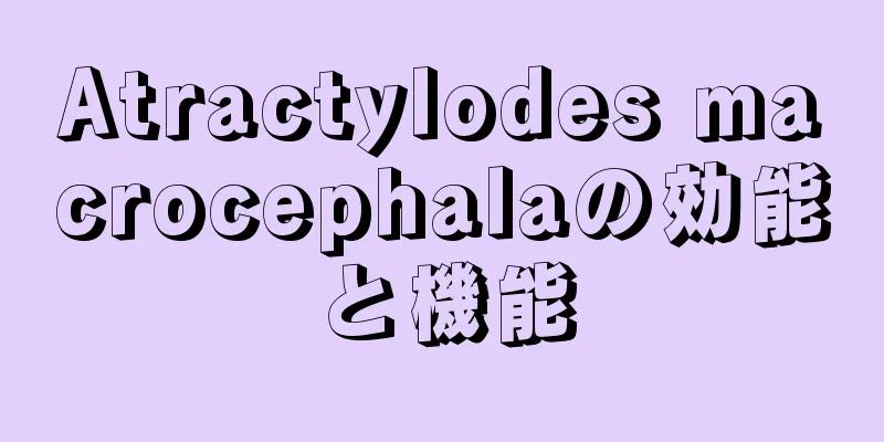 Atractylodes macrocephalaの効能と機能