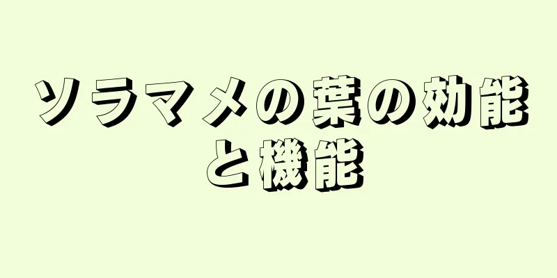 ソラマメの葉の効能と機能