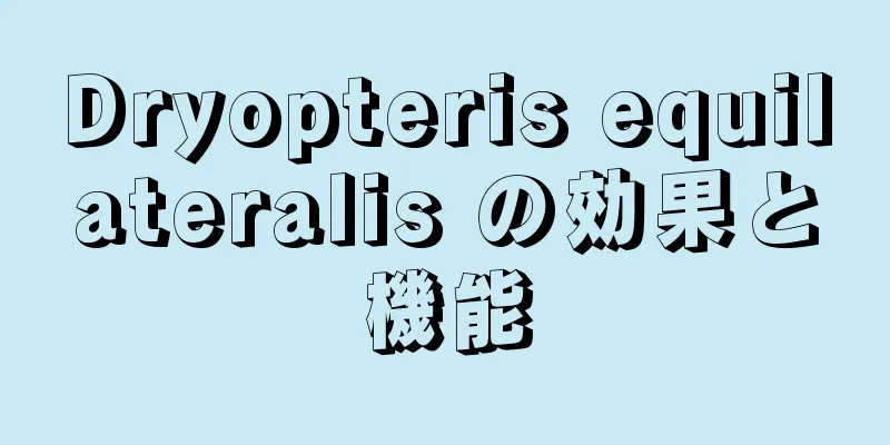 Dryopteris equilateralis の効果と機能