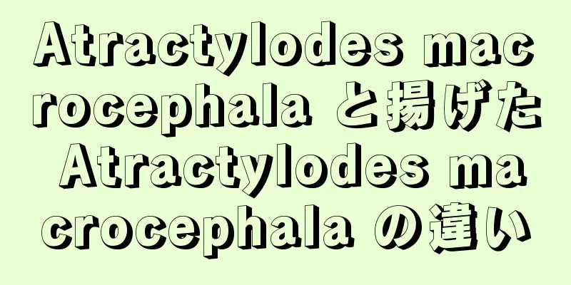 Atractylodes macrocephala と揚げた Atractylodes macrocephala の違い
