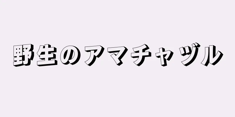 野生のアマチャヅル