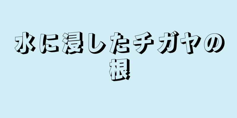 水に浸したチガヤの根