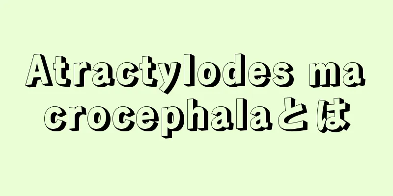 Atractylodes macrocephalaとは