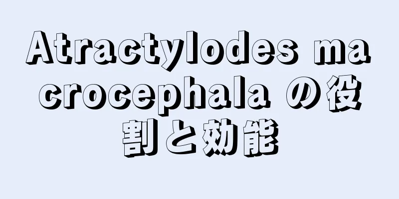 Atractylodes macrocephala の役割と効能