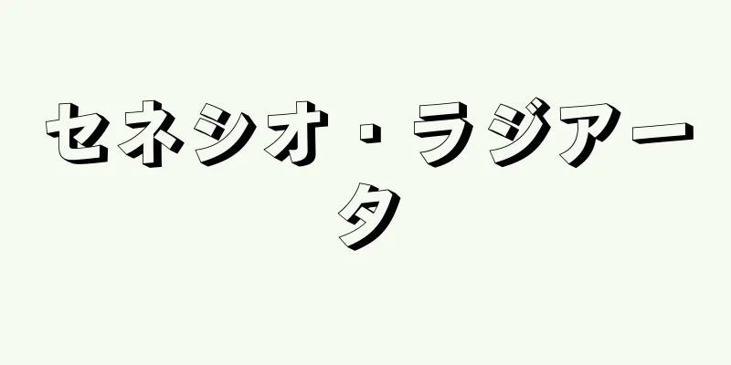セネシオ・ラジアータ