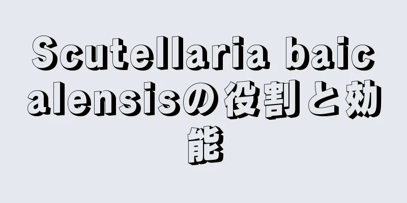 Scutellaria baicalensisの役割と効能